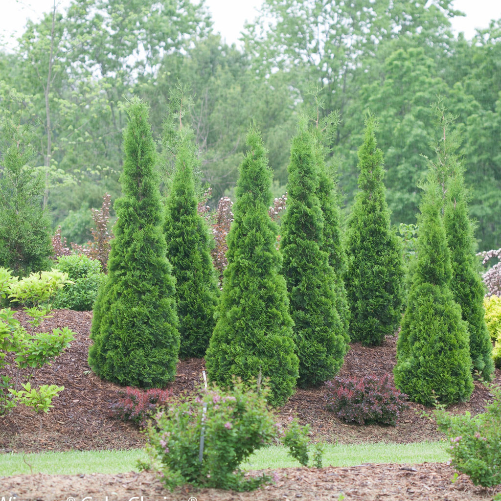 THUJA NORTH POLE ARBORVITAE