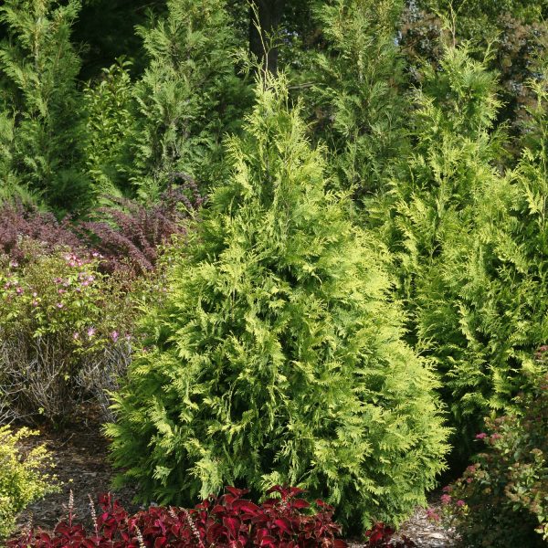 THUJA POLAR GOLD ARBORVITAE