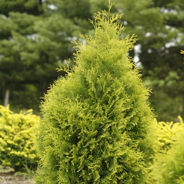 THUJA POLAR GOLD ARBORVITAE