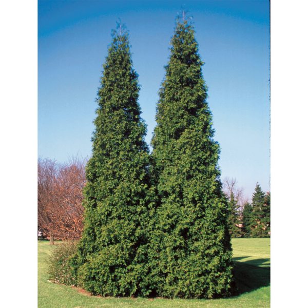 THUJA SPRING GROVE ARBORVITAE