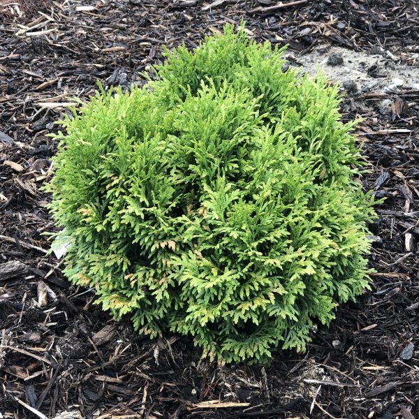 THUJA TATER TOT ARBORVITAE