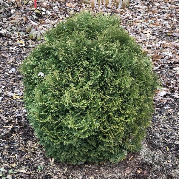 THUJA TATER TOT ARBORVITAE