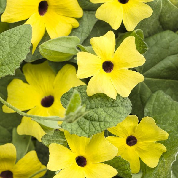 THUNBERGIA LEMON A PEEL BLACK EYED SUSAN VINE