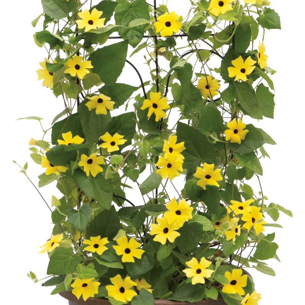 THUNBERGIA LEMON A PEEL BLACK EYED SUSAN VINE