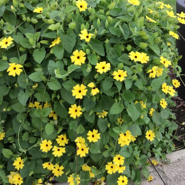 THUNBERGIA LEMON A PEEL BLACK EYED SUSAN VINE