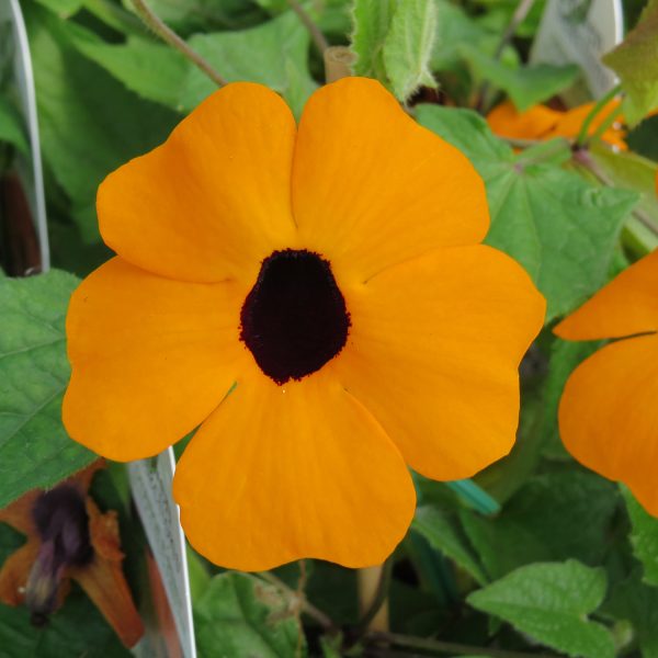 THUNBERGIA ORANGE A PEEL BLACK EYED SUSAN VINE