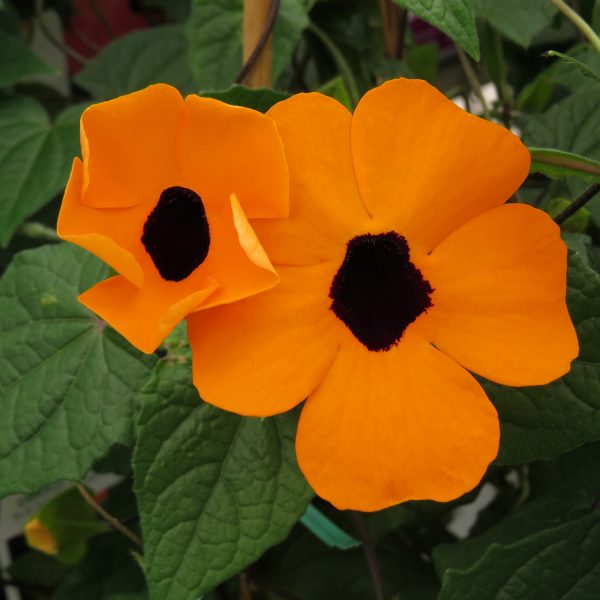 THUNBERGIA ORANGE A PEEL BLACK EYED SUSAN VINE