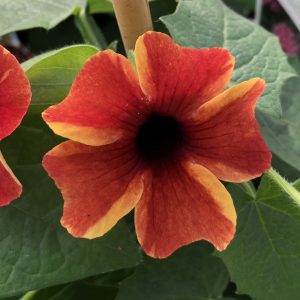 THUNBERGIA TANGERINE SLICE A PEEL BLACK EYED SUSAN VINE