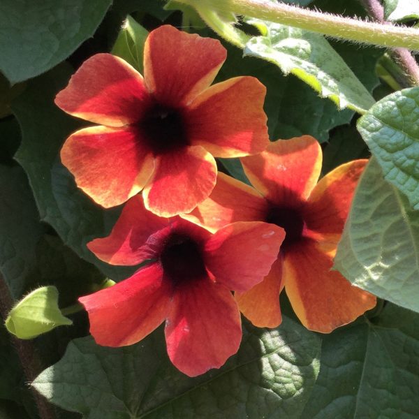 THUNBERGIA TANGERINE SLICE A PEEL BLACK EYED SUSAN VINE