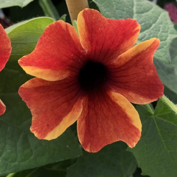 THUNBERGIA TANGERINE SLICE A PEEL BLACK EYED SUSAN VINE