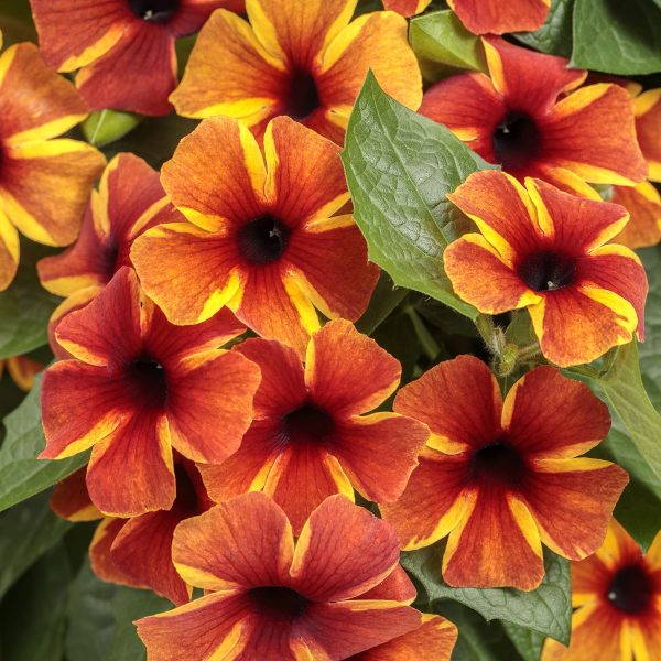 THUNBERGIA TANGERINE SLICE A PEEL BLACK EYED SUSAN VINE