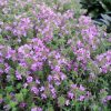 THYMUS COCCINEUS THYME CREEPING