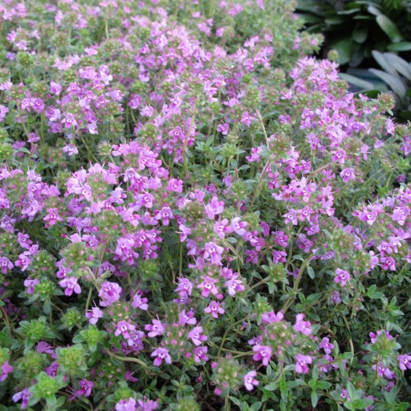 THYMUS COCCINEUS THYME CREEPING