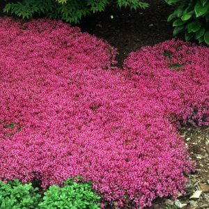 THYMUS COCCINEUS THYME CREEPING