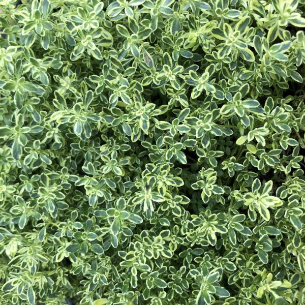 THYMUS HIGHLAND CREAM THYME CREEPING