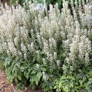 TIARELLA CUTTING EDGE FOAM FLOWER