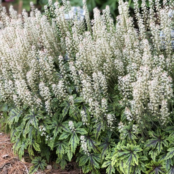 TIARELLA CUTTING EDGE FOAM FLOWER