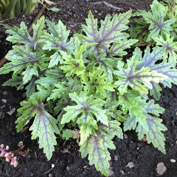 TIARELLA CUTTING EDGE FOAM FLOWER