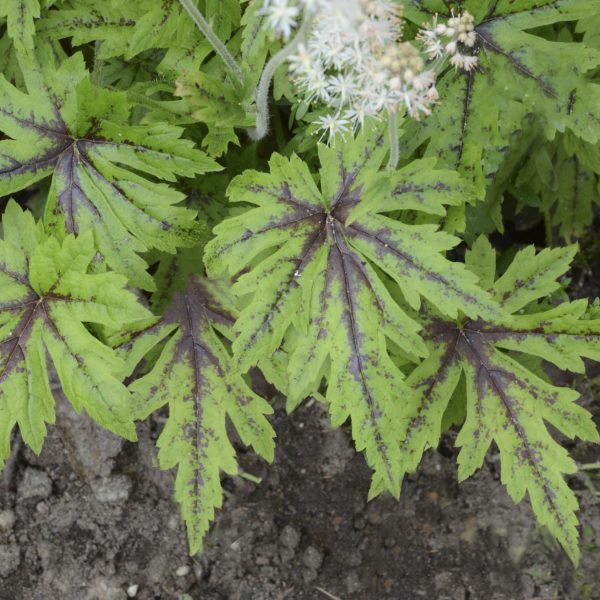 TIARELLA CUTTING EDGE FOAM FLOWER