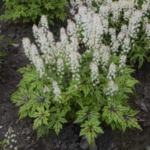 Tiarella - Foamflower