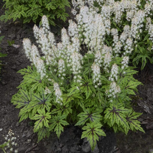 TIARELLA CUTTING EDGE FOAM FLOWER