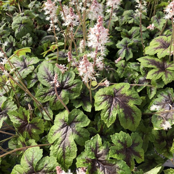 TIARELLA JADE PEACOCK FOAM FLOWER