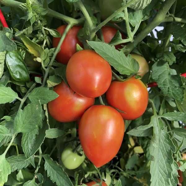 TOMATO GARDEN GEM TOMATO SMALL FRUIT