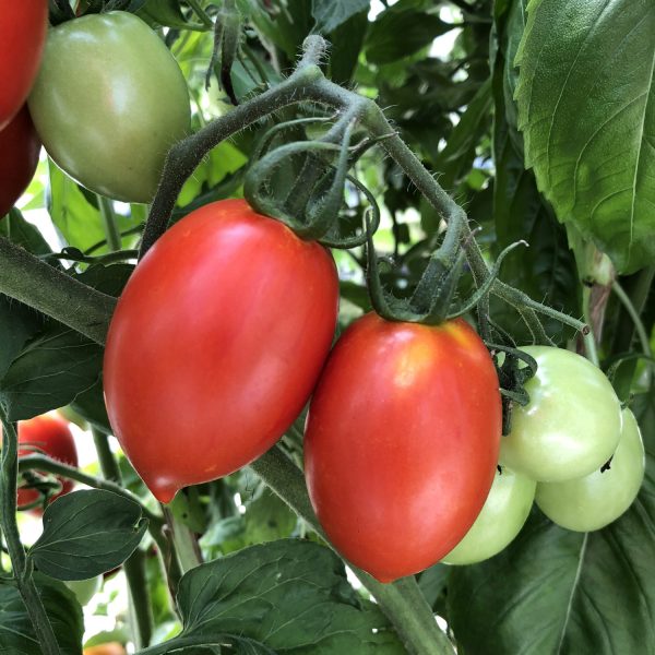 TOMATO GARDEN GEM TOMATO SMALL FRUIT