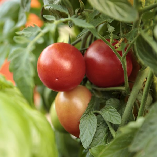 TOMATO GARDEN GEM TOMATO SMALL FRUIT