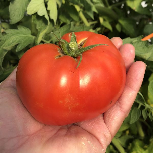 TOMATO GARDEN TREASURE TOMATO SLICER