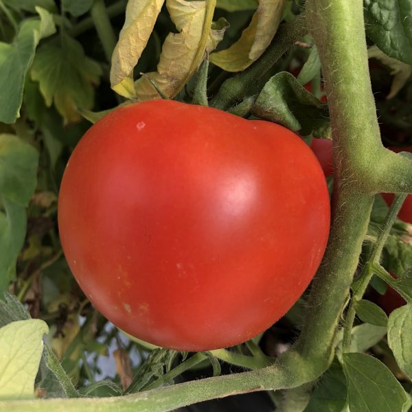 TOMATO GARDEN TREASURE TOMATO SLICER