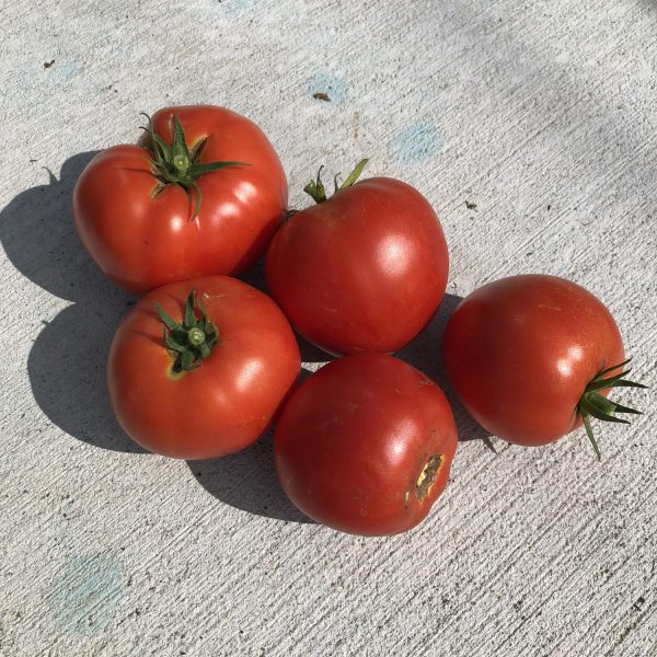 TOMATO GARDEN TREASURE TOMATO SLICER