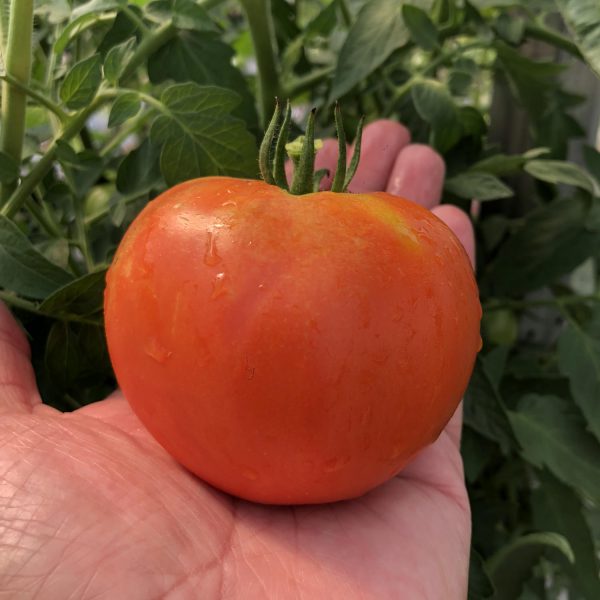 TOMATO GARDEN TREASURE TOMATO SLICER