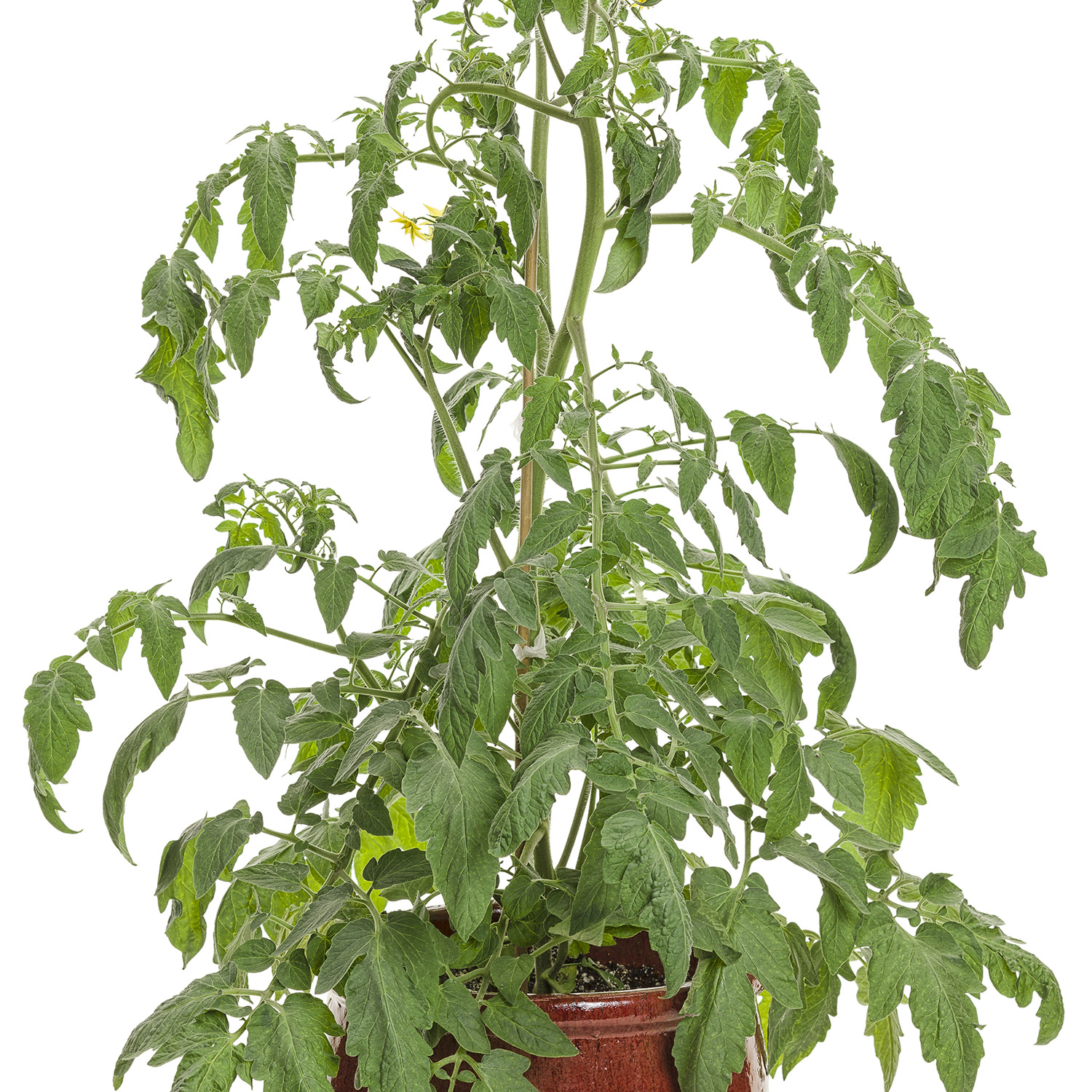 Tempting Tomatoes™ Tomato 'Garden Treasure' - Garden Crossings