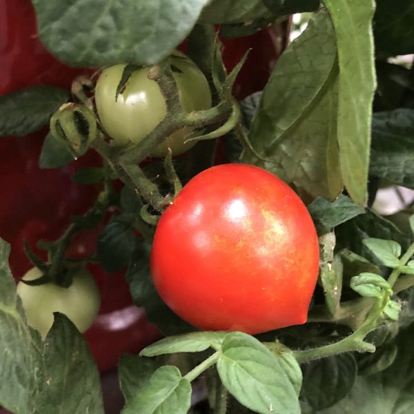 TOMATO TEMPTING TOMATOES GOODHEARTED TOMATO CHERRY