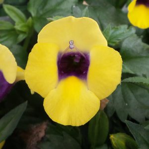 TORENIA CATALINA GILDED GRAPE WISHBONE FLOWER