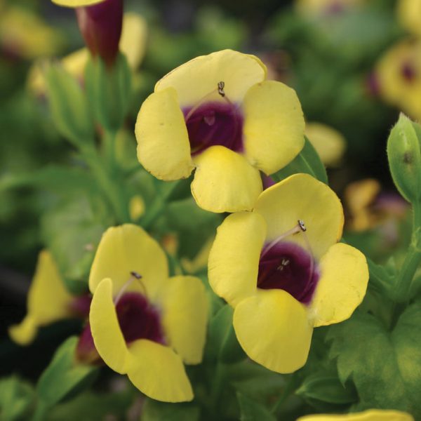 TORENIA CATALINA GILDED GRAPE WISHBONE FLOWER