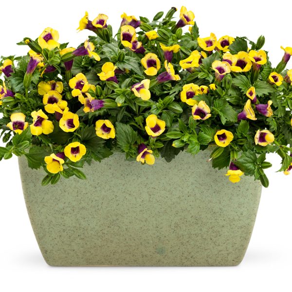 TORENIA CATALINA GILDED GRAPE WISHBONE FLOWER