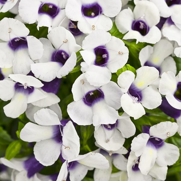 TORENIA CATALINA GRAPE O LICIOUS WISHBONE FLOWER