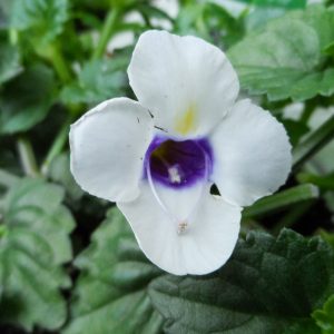 TORENIA CATALINA GRAPE O LICIOUS WISHBONE FLOWER