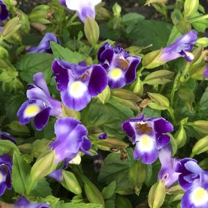 TORENIA CATALINA MIDNIGHT BLUE WISHBONE FLOWER