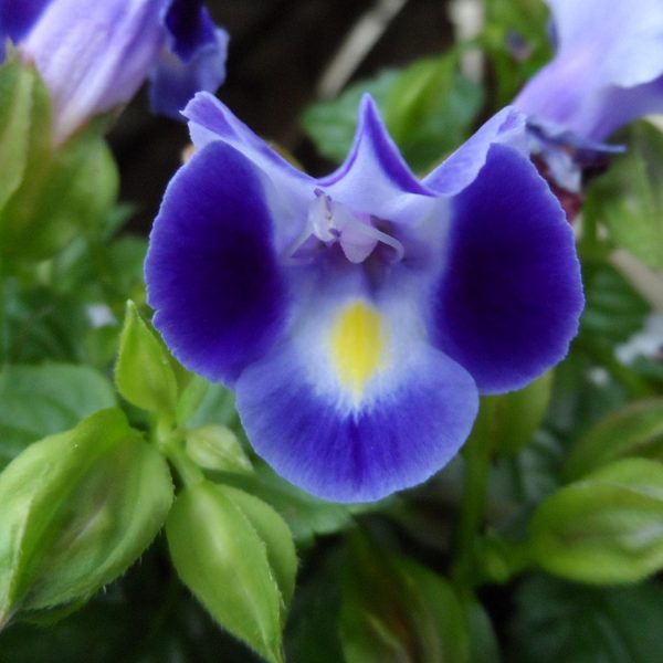 TORENIA CATALINA MIDNIGHT BLUE WISHBONE FLOWER