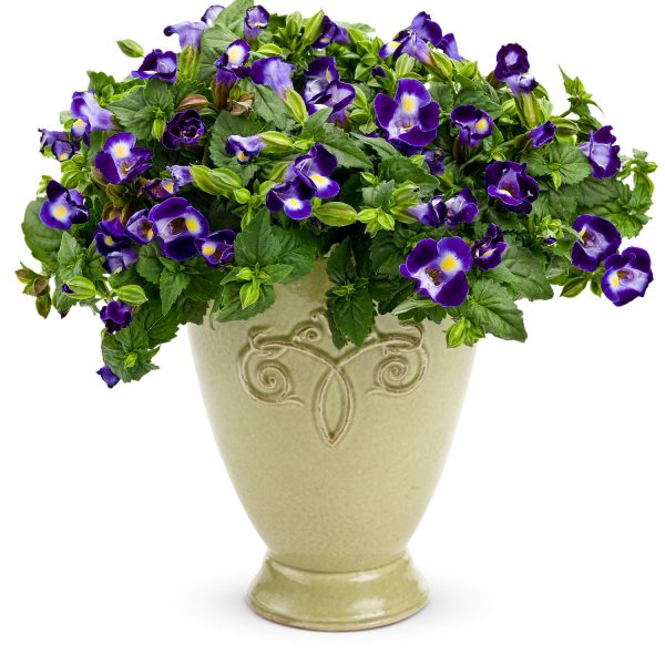 TORENIA CATALINA MIDNIGHT BLUE WISHBONE FLOWER