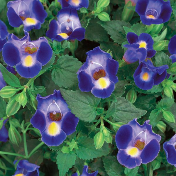 TORENIA CATALINA MIDNIGHT BLUE WISHBONE FLOWER