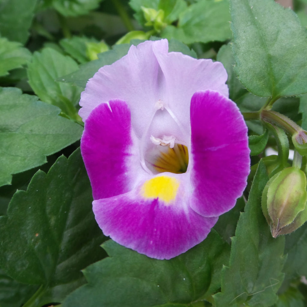 TORENIA CATALINA PINK WISHBONE FLOWER