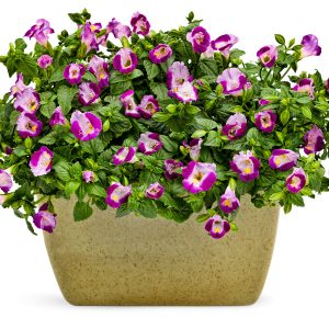 Torenia - Wishbone Flower