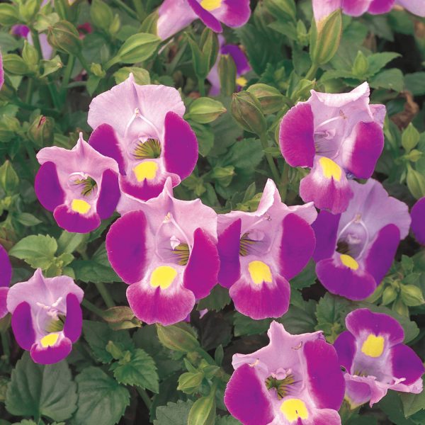 TORENIA CATALINA PINK WISHBONE FLOWER