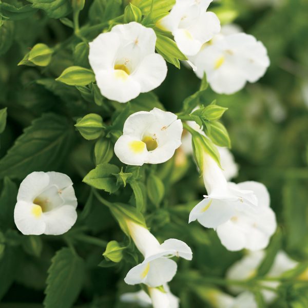 TORENIA CATALINA WHITE LINEN WISHBONE FLOWER