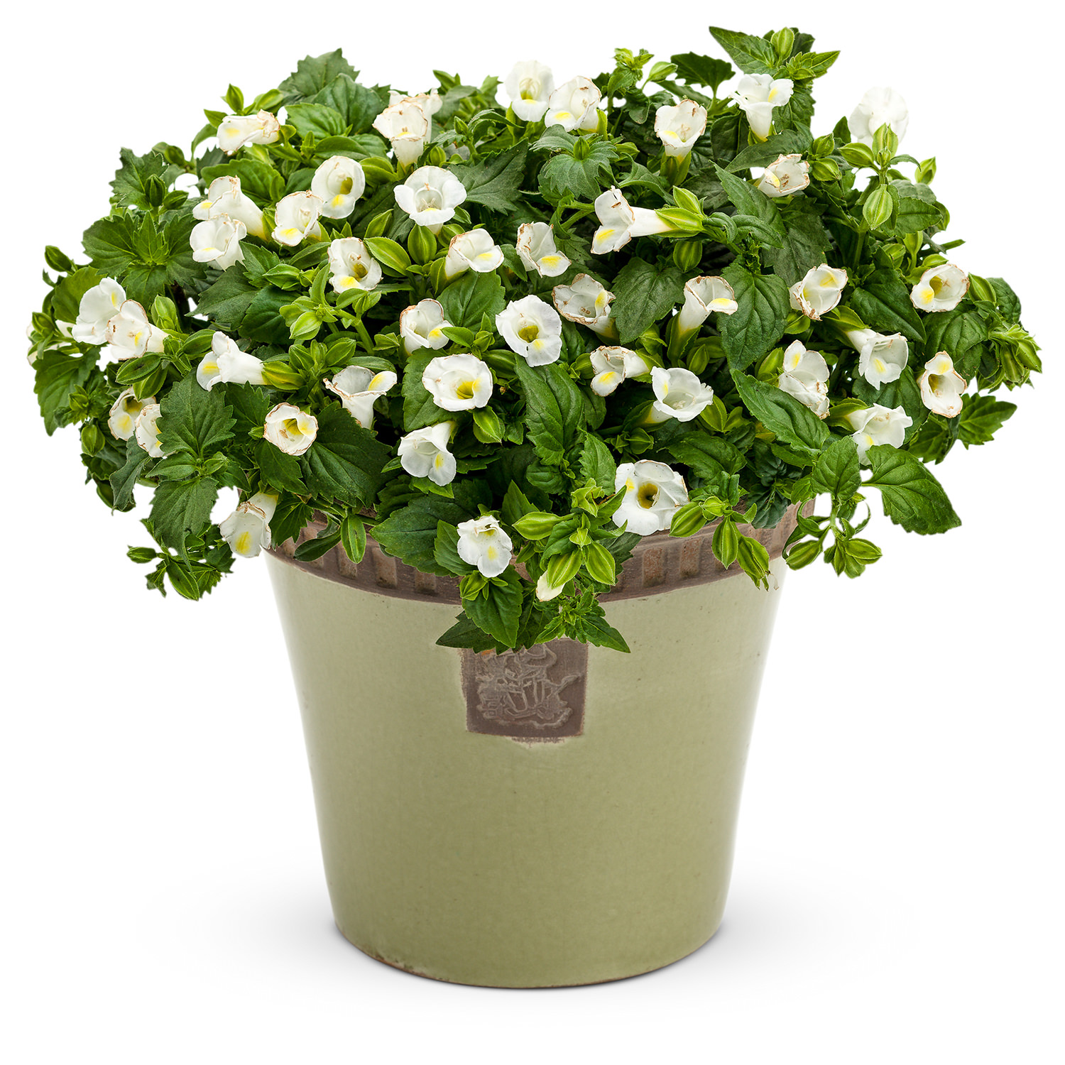 Catalina® White Linen Torenia Garden Crossings