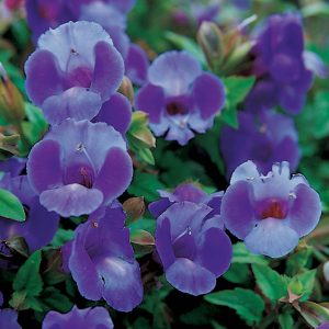 TORENIA SUMMER WAVE LARGE BLUE WISHBONE FLOWER